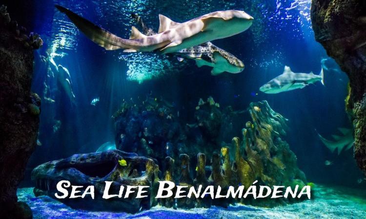 Benalbeach Loft ベナルマデナ エクステリア 写真